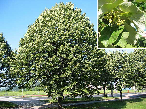 Tilia tomentosa /Lípa plstnatá/