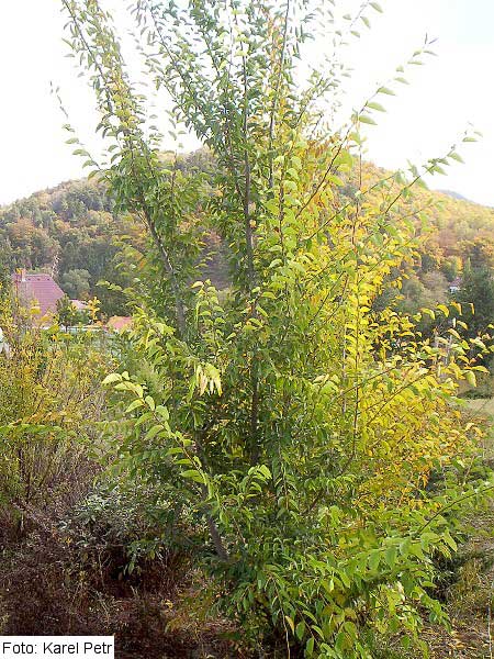 Ulmus pumila 'var. arborea' /Jilm sibiřský/