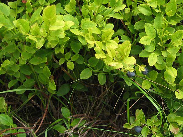 Vaccinium myrtillus /Brusnice - borůvka /