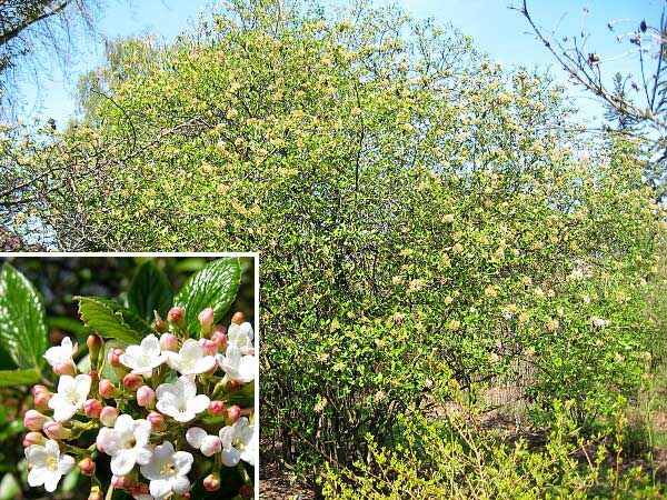 Viburnum x burkwoodii /Kalina Burkwoodova/