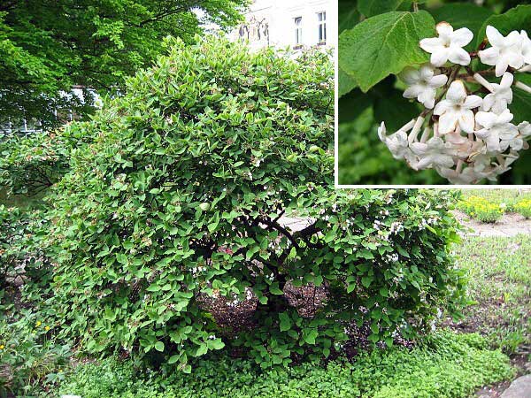 Viburnum carlesii /Kalina Carlesiova/