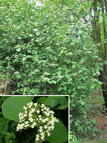 Viburnum lantana /Kalina tušalaj/