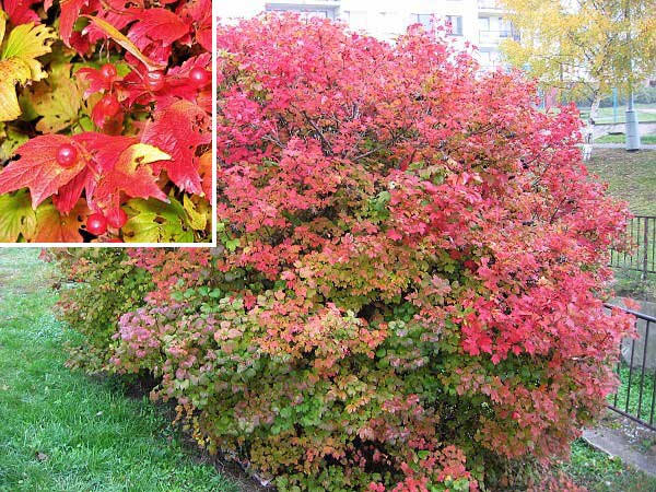 Viburnum opulus /Kalina obecná/