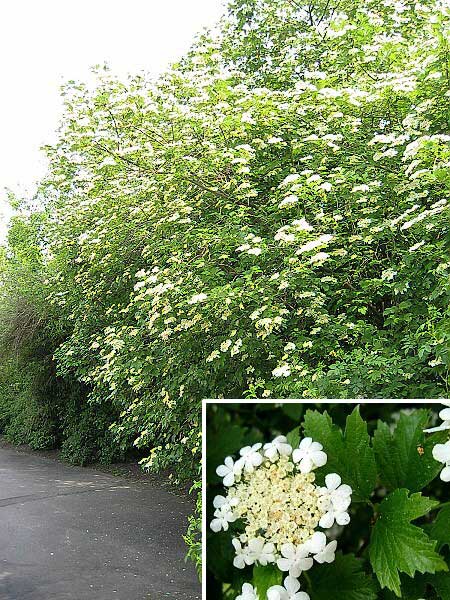 Viburnum opulus /Kalina obecná/