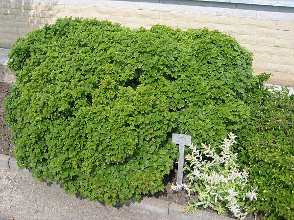 Viburnum opulus 'Nanum' /Kalina obecná/