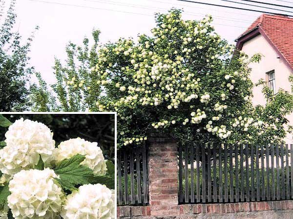 Viburnum opulus 'Roseum' /Kalina obecná/