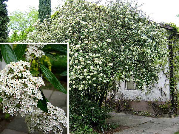 Viburnum pragense /Kalina pražská/