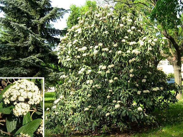 Viburnum rhytidophyllum /Kalina vrásčitolistá/