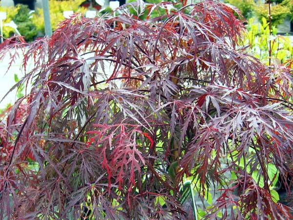 Acer palmatum 'Dissectum Garnet'  /Javor dlanitolistý/