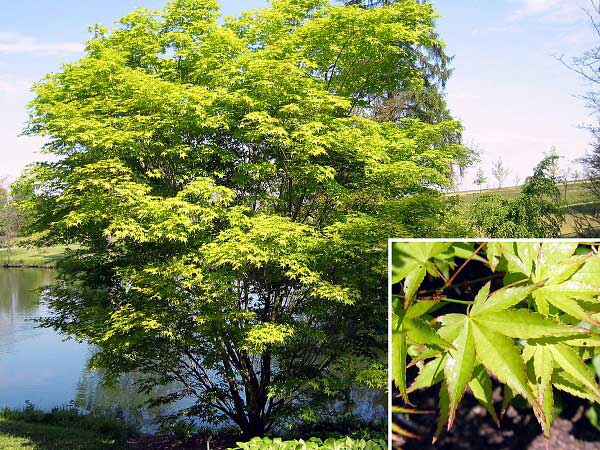 Acer palmatum 'Heptalobum' /Javor dlanitolistý/