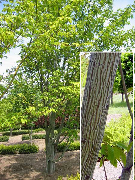 Acer pectinatum ssp. laxiflorum /Javor/