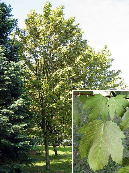Acer pseudoplatanus 'Atropurpureum'  /Javor klen/