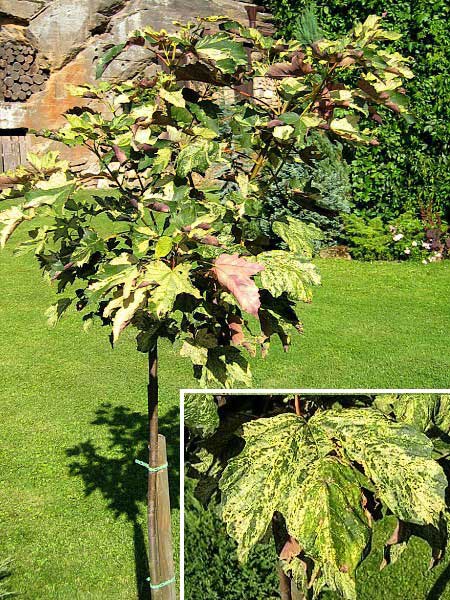 Acer pseudoplatanus 'Variegatum'  /Javor klen/