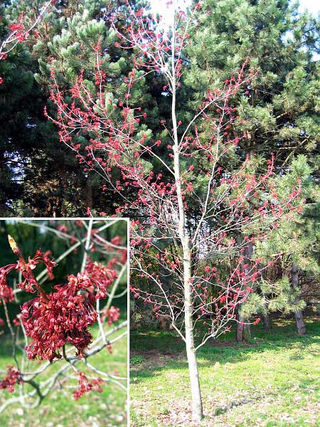 Acer rubrum 'Red Sunsed' /Javor červený/