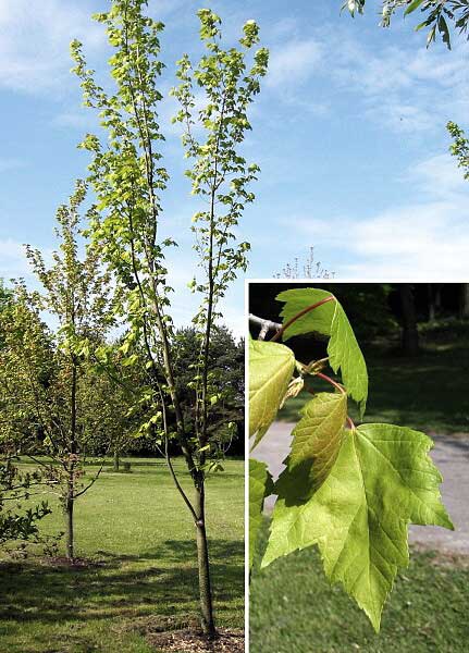 Acer rubrum 'Armstrong'  /Javor červený/