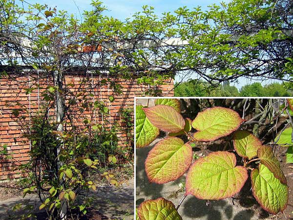 Actinidia kolomikta /Aktinidie kolomikta/