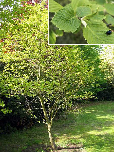 Alnus incana 'Aurea'  /Olše šedá/