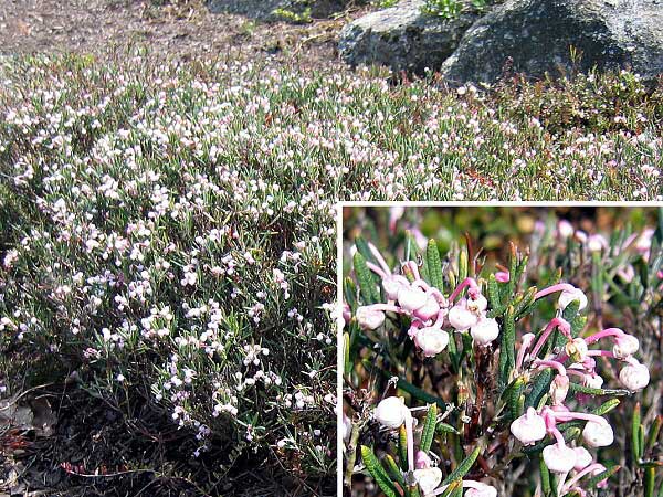 Andromeda polifolia 'Compacta'  /Kyhanka bahenní/