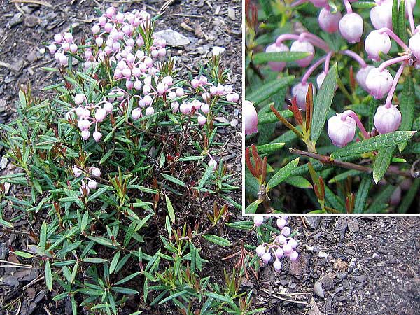 Andromeda polifolia 'Niko'  /Kyhanka bahenní/