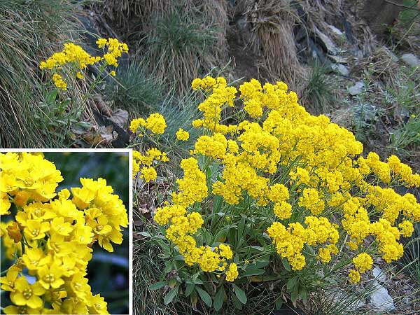 Aurinia saxatilis /Tařice skalní/