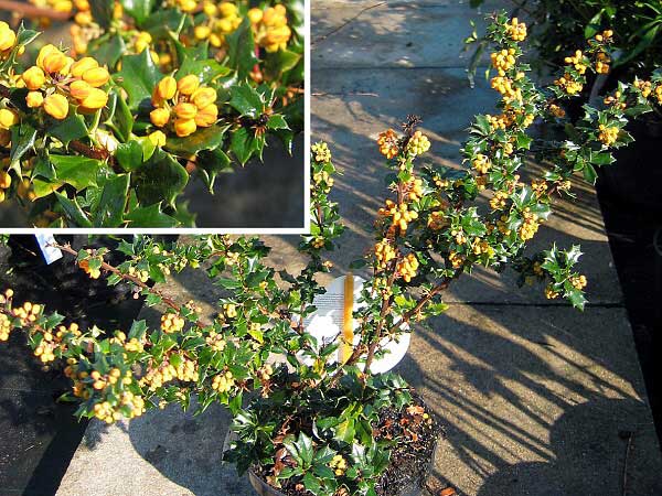 Berberis x lologensis 'Mystery Fire'  /Dřišťál lologský/