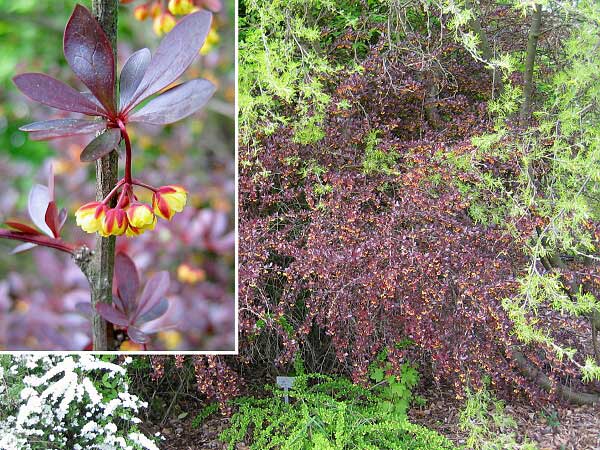 Berberis thunbergii 'Red Chief'  /Dřišťál Thunbergův/