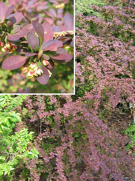 Berberis thunbergii 'Rose Glow'  /Dřišťál Thunbergův/