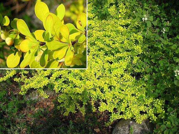 Berberis thunbergii 'Aurea'  /Dřišťál Thunbergův/