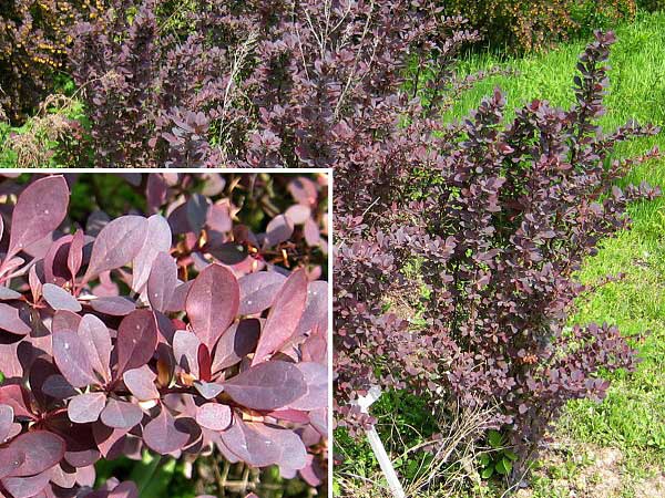 Berberis vulgaris 'Atropurpurea'  /Dřišťál obecný/