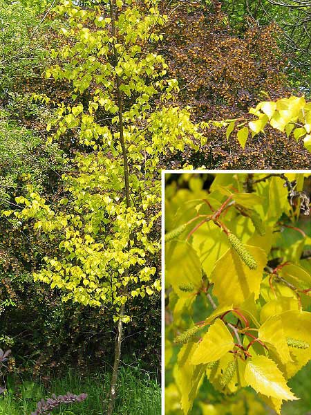 Betula verrucosa 'Golden Cloud' /Bříza bílá/