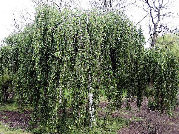 Betula verrucosa 'Pendula'  /Bříza bílá/