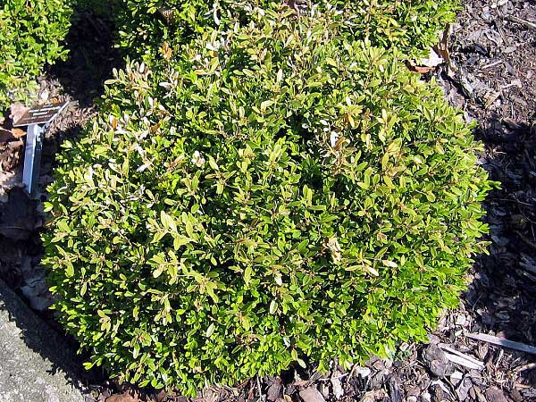 Buxus microphylla 'Rococo'  /Zimostráz malolistý/