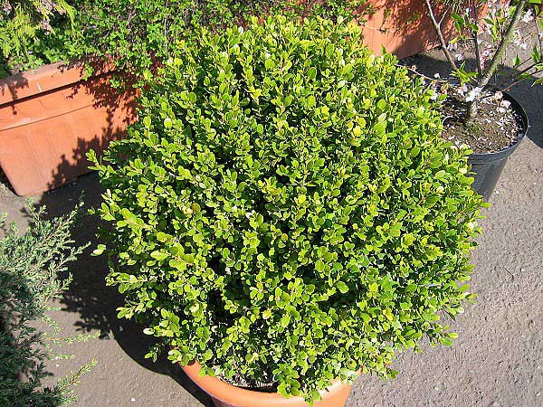 Buxus microphylla  /Zimostráz malolistý/