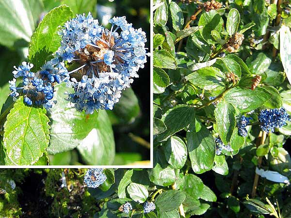 Ceanothus x delilianus 'Trewithen Blue'  /Zploděr (Latnatec)/