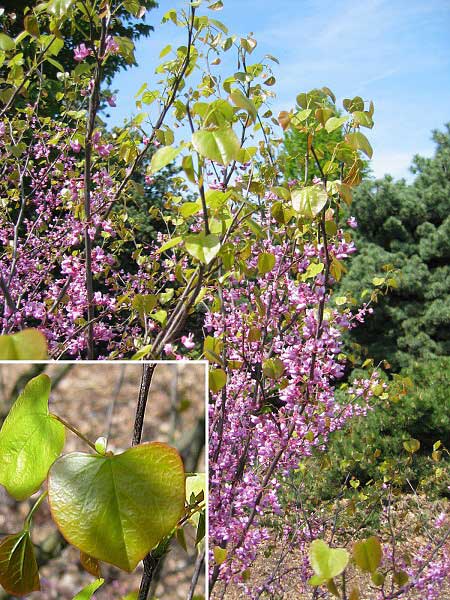 Cercis canadensis 'Forest Pensy'  /Zmarlika kanadská/