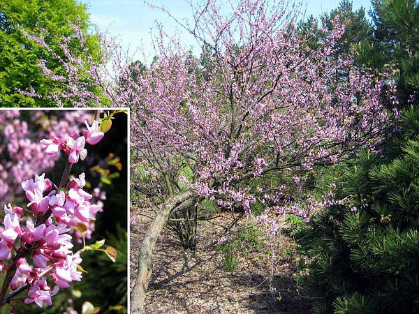 Cercis canadensis  /Zmarlika kanadská/