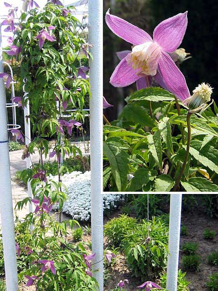 Clematis alpina 'Ruby' /Plamének alpský/