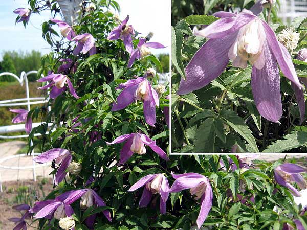 Clematis macropetala 'Rosy O´Grady' /Plamének velkokvětý/