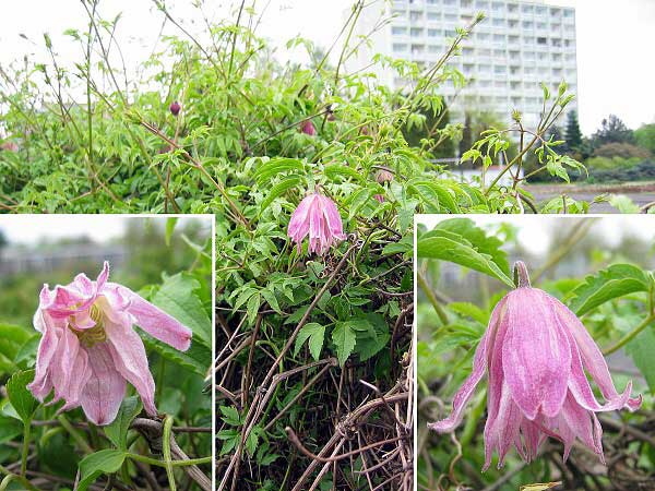 Clematis macropetala 'Rosy O´Grady' /Plamének velkokvětý/