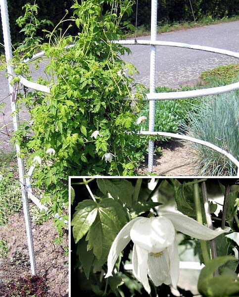 Clematis macropetala 'White Lady'  /Plamének velkokvětý/