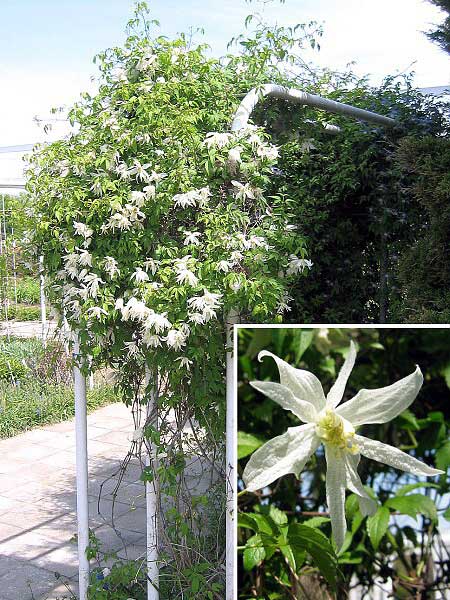 Clematis macropetala 'White Moth'  /Plamének velkokvětý/