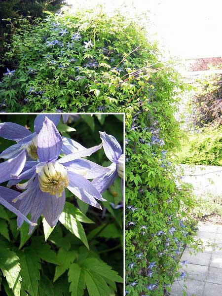 Clematis macropetala  /Plamének velkokvětý/