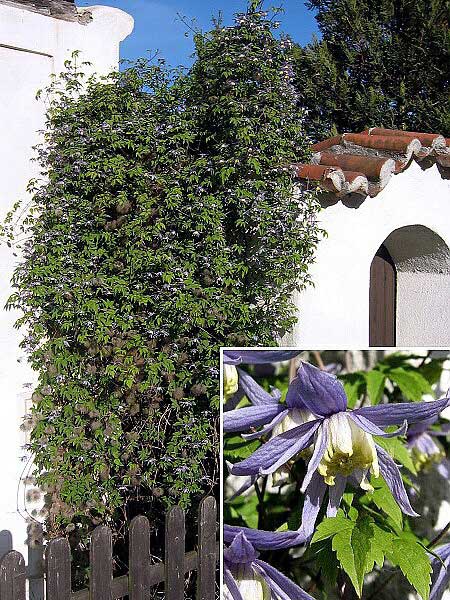 Clematis macropetala  /Plamének velkokvětý/