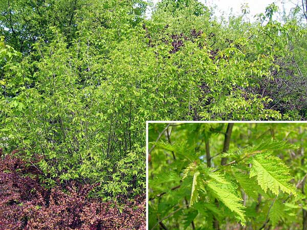 Corylus avellana 'Heterophylla'  /Líska obecná/