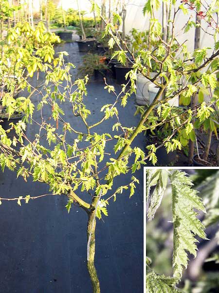 Corylus avellana 'Heterophylla'  /Líska obecná/