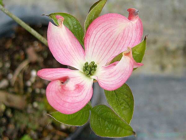 Cornus florida f. rubra  /Dřín květnatý/