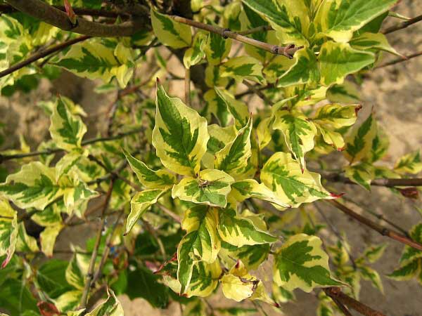 Cornus florida 'Pink Flame'  /Dřín květnatý/