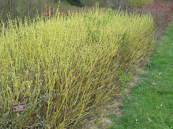 Cornus sericea 'Flaviramea'  /Svída výběžkatá/