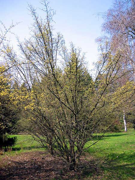 Cornus mas 'Pyramidalis' /Dřín obecný/