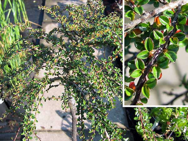 Cotoneaster apiculatus 'Tom Thumb'  /Skalník jemnošpičatý/